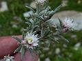 Branched Pearly Everlasting